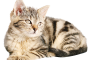 阿比西尼亚猫寿命（阿比西尼亚猫体重标准）