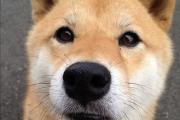 日本银狐犬价钱（日本银狐犬价钱表）