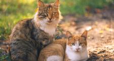 喜马拉雅猫多少钱一只幼崽（喜马拉雅猫大概多少钱一只）