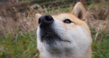 阿拉斯加雪橇犬简介（阿拉斯加雪橇犬资料）