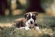 阿拉斯加雪橇犬幼犬价格（阿拉斯加雪橇犬百度百科）